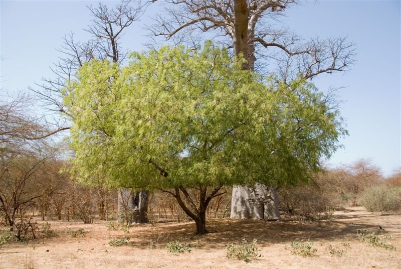 senegal_web199.jpg