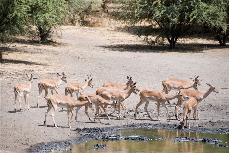 senegal_web209.jpg